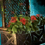 File:Lattice Planter with Red Petunias.png