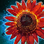 Crimson Sunflower.png
