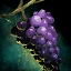 Bunch of Rare Grapes.png