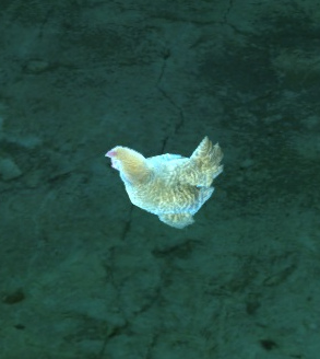 File:Ethereal Chicken.jpg