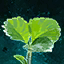 Germinate Strawberry.png