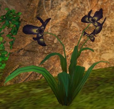 File:Deadly Nightshade Flower.jpg