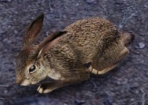Savannah Hare.jpg
