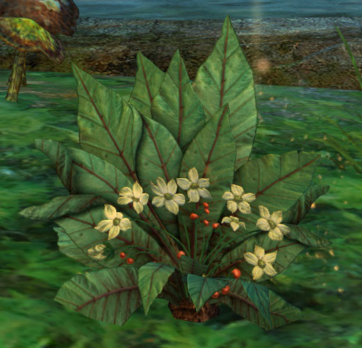 File:Special Plant.jpg