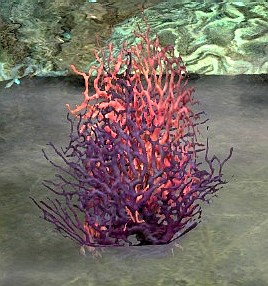 File:Oasis Spring Coral.jpg