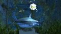 Shark in Amnoon.jpg
