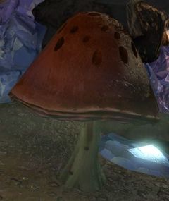 Mushroom Patch.jpg