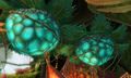 Pods as seen in Caledon Forest. Sylvari embryos are visible inside.
