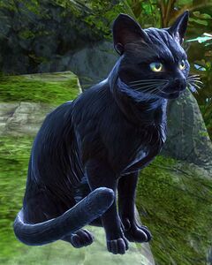 Black Cat 2.jpg