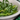 20px-Bowl_of_Seaweed_Salad.png