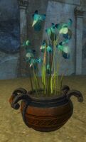 Potted Blue Orchid.jpg