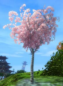 Cherry Blossom Sapling.jpg