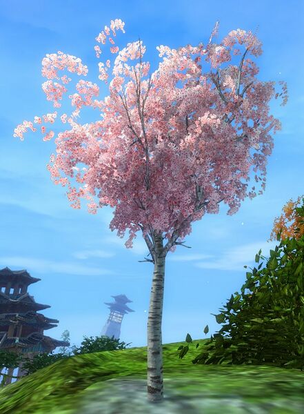 File:Cherry Blossom Sapling.jpg