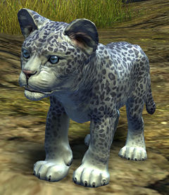 Snow Leopard Cub.jpg