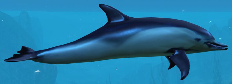 File:Dolphin.jpg