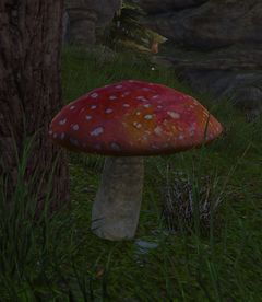 Cave Mushroom.jpg
