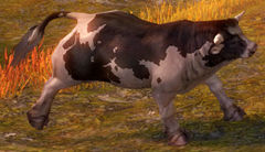 Curious Cow.jpg