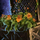 Lattice Planter with Orange Petunias.png