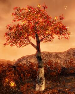 Red Oak Sapling.jpg