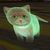 Holographic Kitten (NPC).jpg
