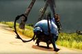 Roller Beetle 1.jpg