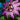 20px-Passion_Flower.png