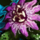 Passion Flower.png
