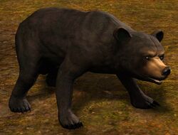 Black Bear (historical).jpg