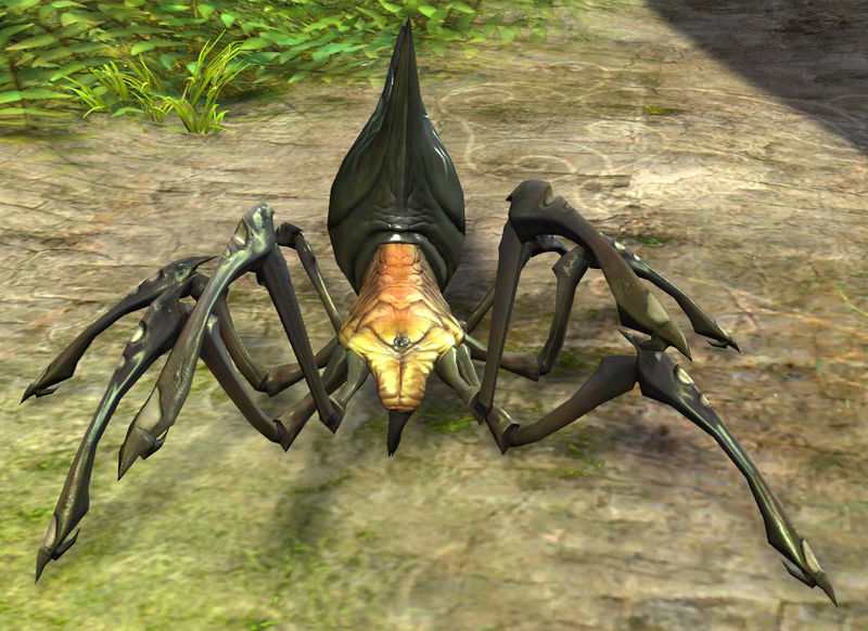 File:Cave Spider.jpg