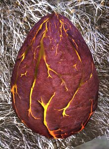Skale Egg (object).jpg