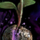 40px-Mysterious_Seedling.png