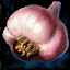 File:Head of Garlic.png