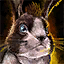 Tawny Hare