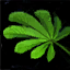 File:Haresfoot Herb.png