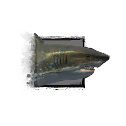 File:Juvenile Shark.png