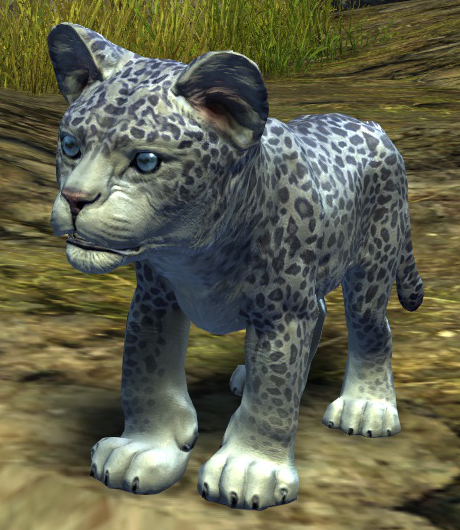 File:Snow Leopard Cub.jpg
