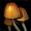 File:Fungus.png