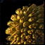 Dry Pinecone.png