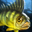 File:Yellow Perch.png