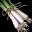 File:Green Onion.png