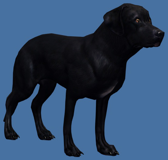 File:Mini Black Labrador.jpg