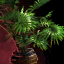 File:Potted Lady Palm.png