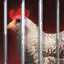 File:Not Cage-Free.png