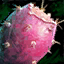 Prickly Pear.png