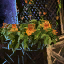 File:Lattice Planter with Orange Petunias.png
