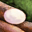 Cassava Root.png
