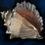 Silent Conch Shell.png