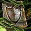 File:Jungle Magics- Shield Edition.png
