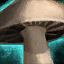 File:Portobello Mushroom.png