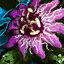 File:Passion Flower.png